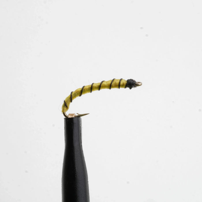 Midge Larva