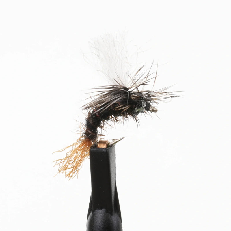 Birchell's Hatching Midge