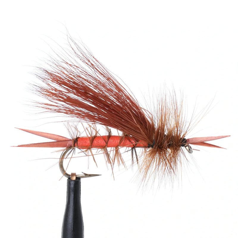 Bird's Stonefly