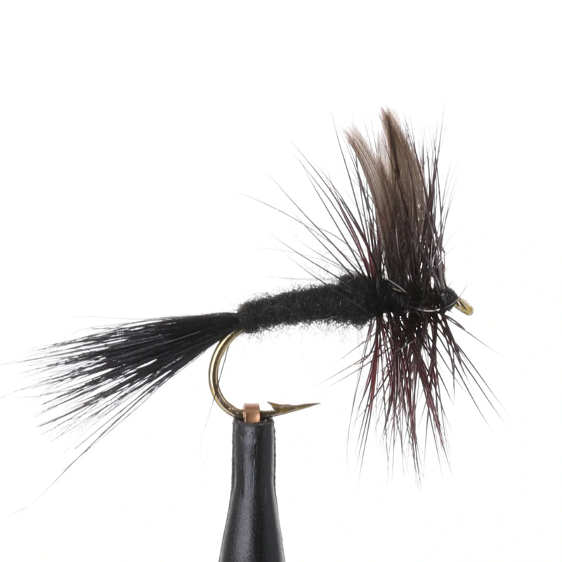 Black Gnat
