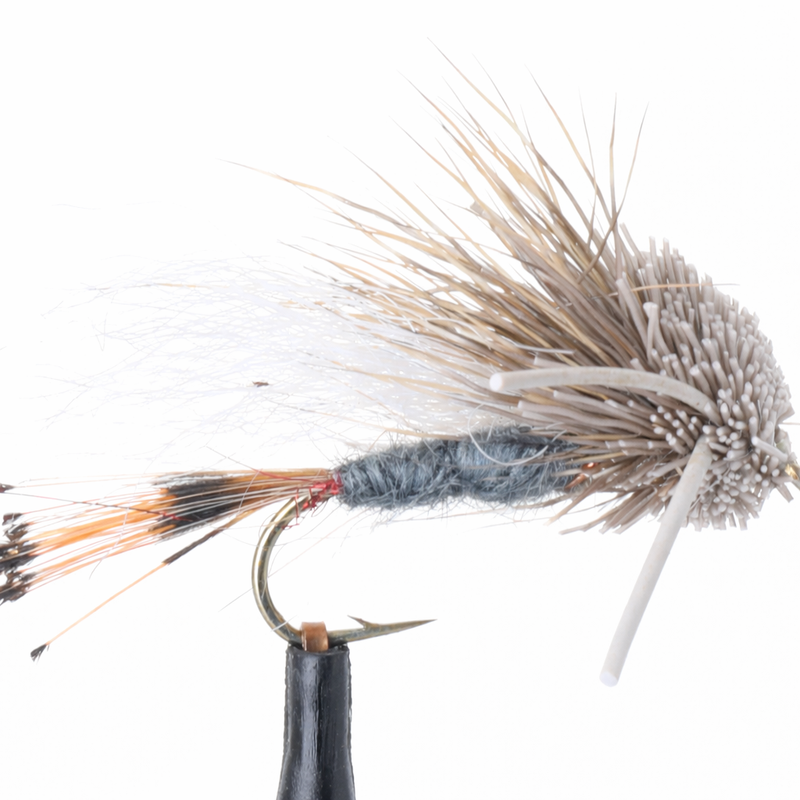 Turck's Tarantula Blue Dun