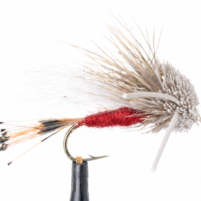 Turck's Tarantula Red