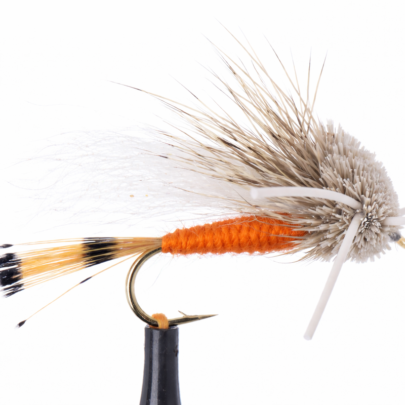Turck's Tarantula Orange