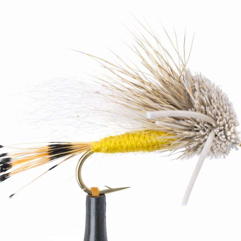 Turck's Tarantula Yellow