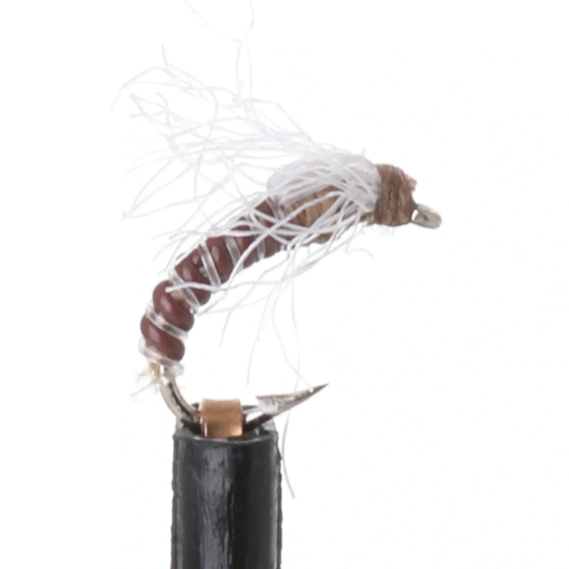 Craven's JuJuBee Midge Brown