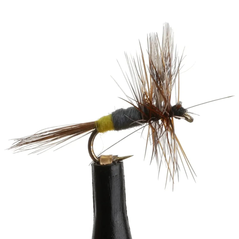 Adams Female