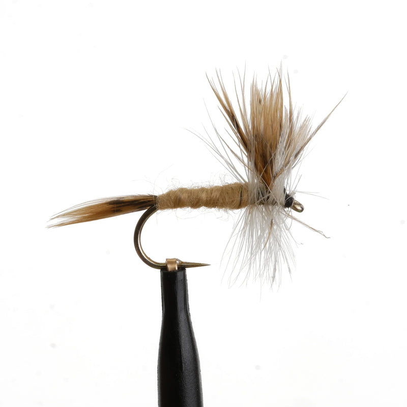 RoxStar Cahill Natural