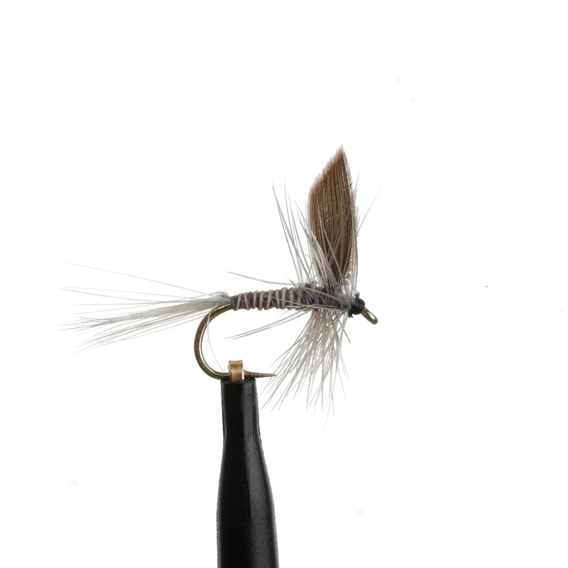 Gray Quill