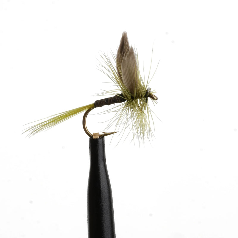 Ginger Quill Natural