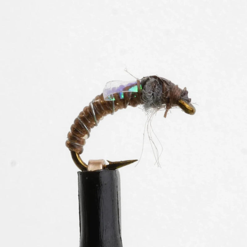 Chironomid Pupa