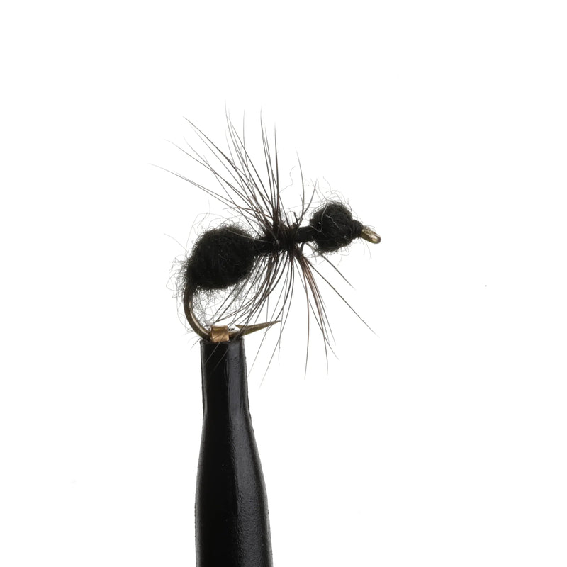 Ant Black