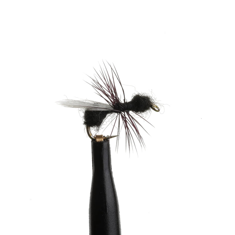 Flying Black Ant Natural