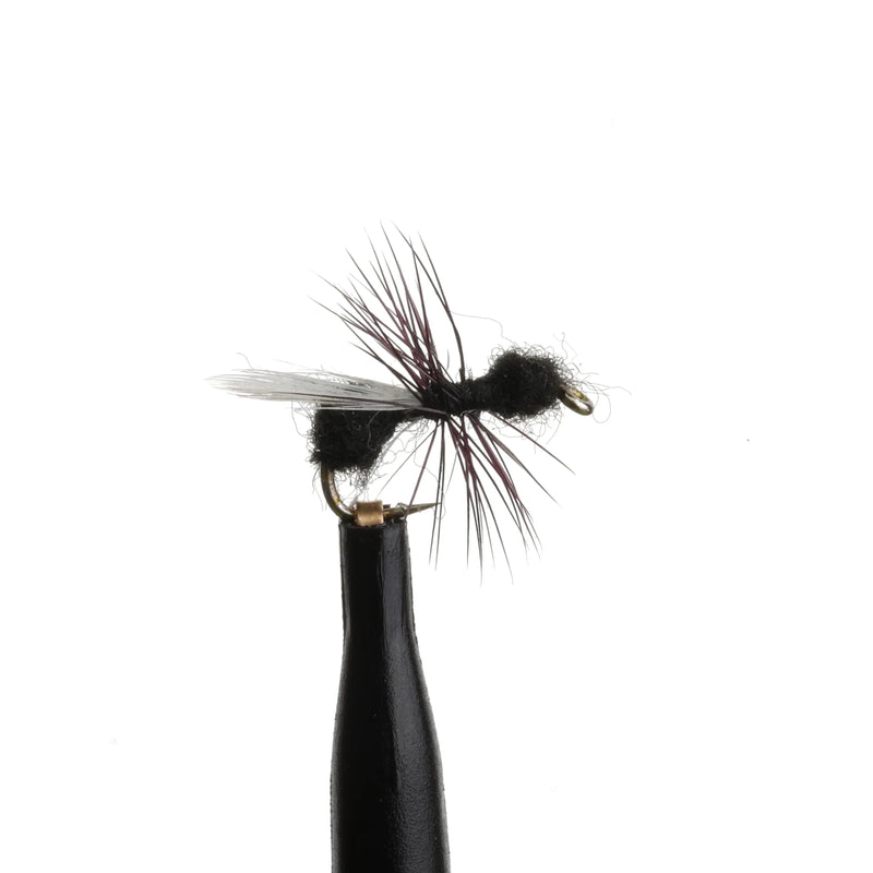 Flying Ant Black