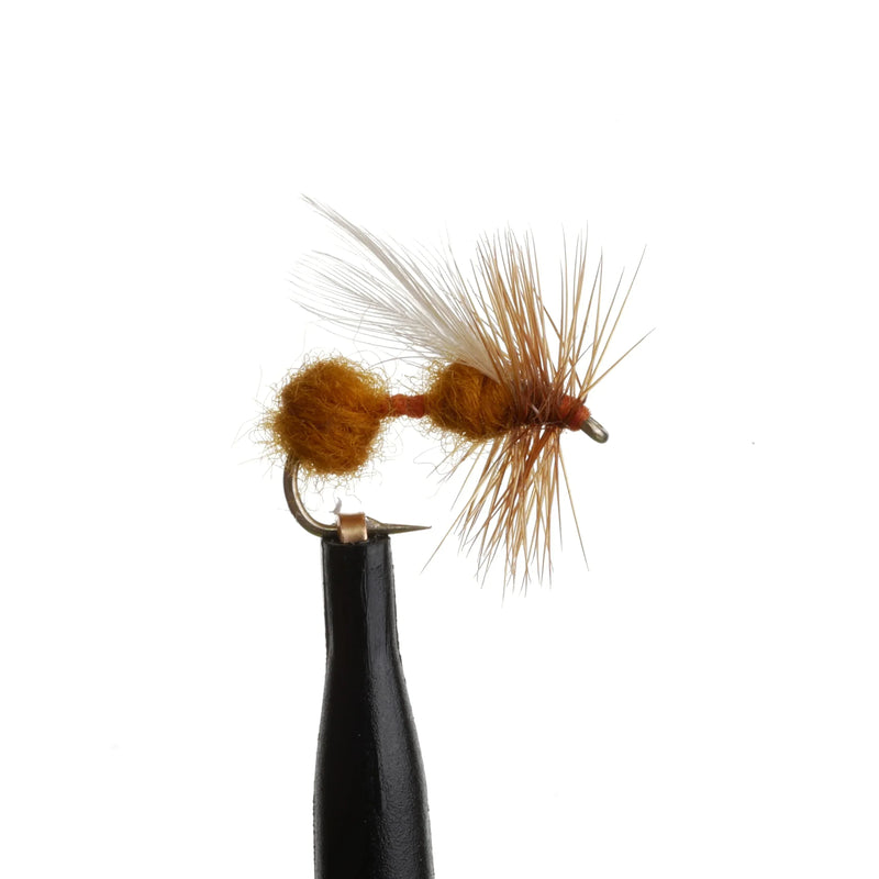 Flying Ant Cinnamon