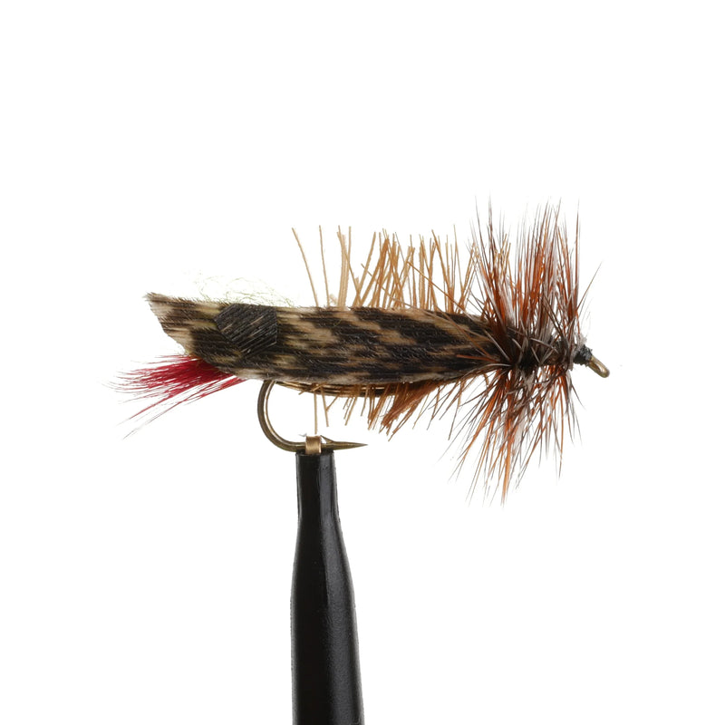Joes Hopper Olive