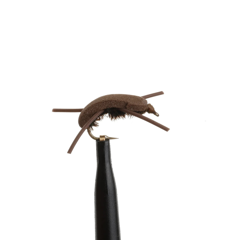 Gum Beetle Brown