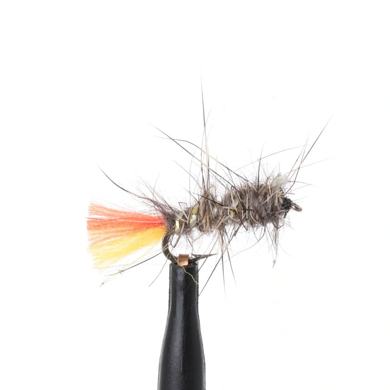 Hares Ear Fire Tail