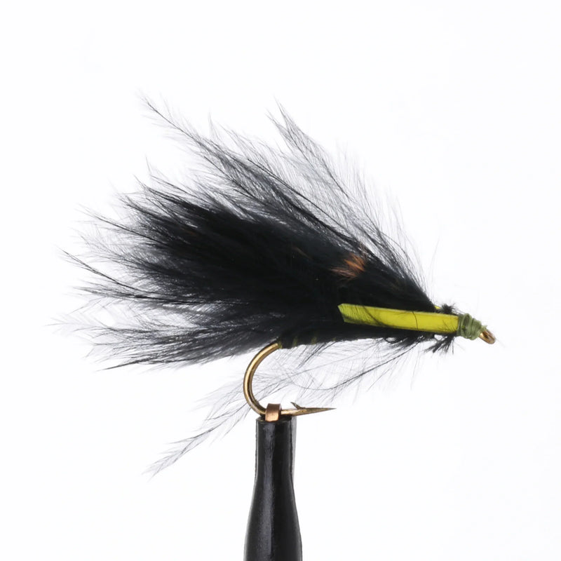 Harray Cormorant