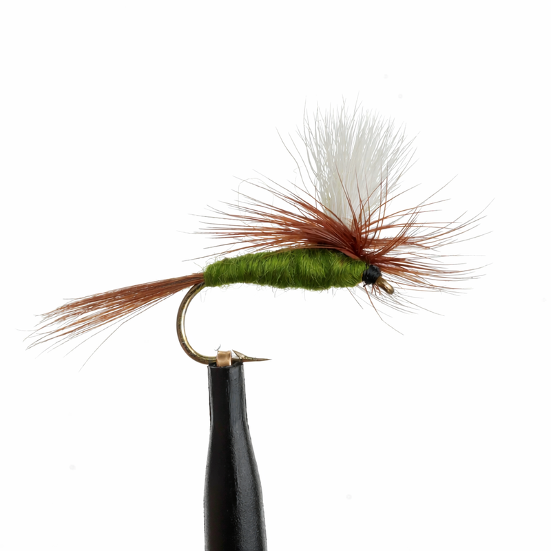 Parachute Olive