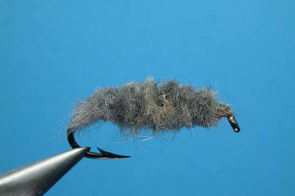 Cress Bug Gray