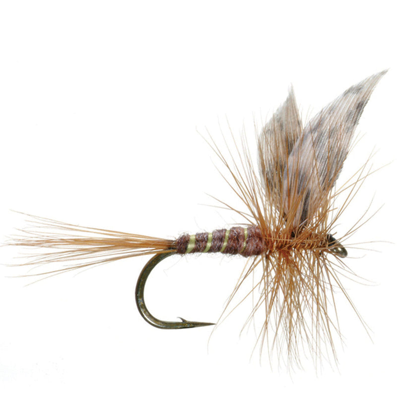 March Brown American