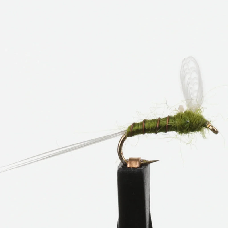 Knockdown BWO