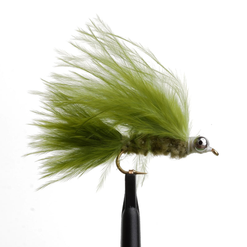 Cat's Whisker Olive