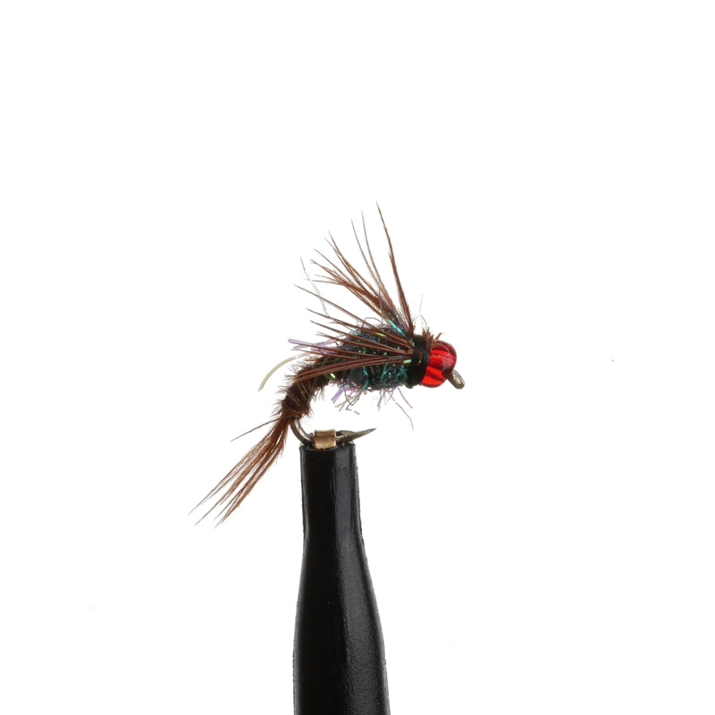 Phlaming Pheasant Natural