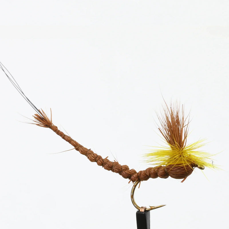 Paradrake Extended Body Brown