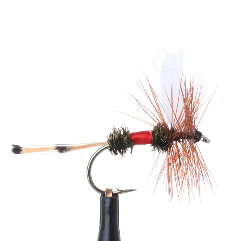 Royal Coachman