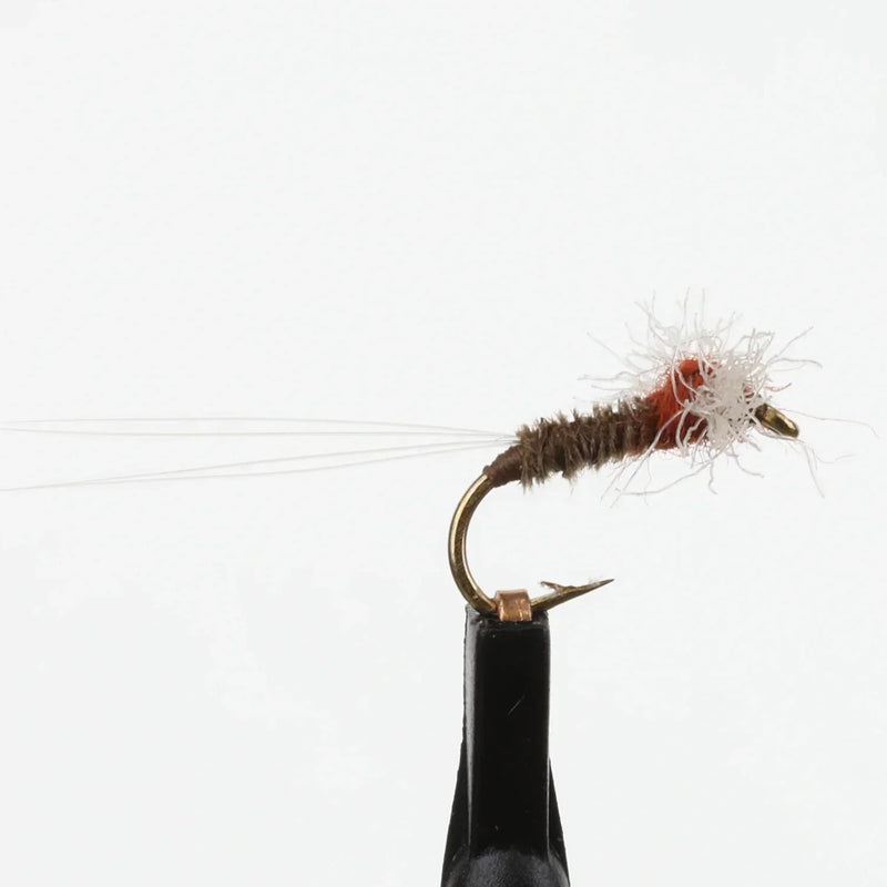 Rusty Spinner Thorax
