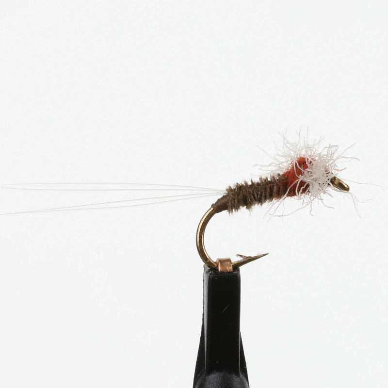 Rusty Spinner Thorax