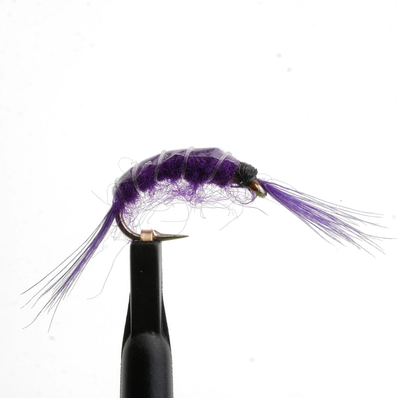 Scud Purple