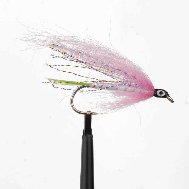 Little Rainbow Trout