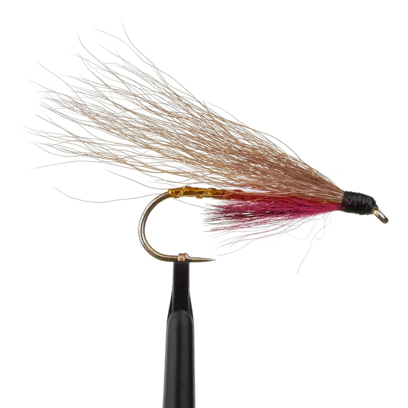 Black Nose Dace Golden