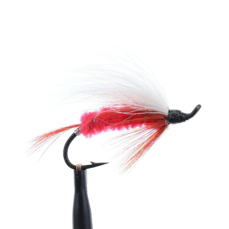 Polar Shrimp