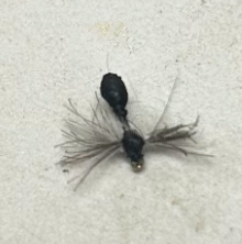 CDC Foam Ant Black