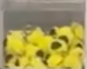 Glo Bug Yellow/Black