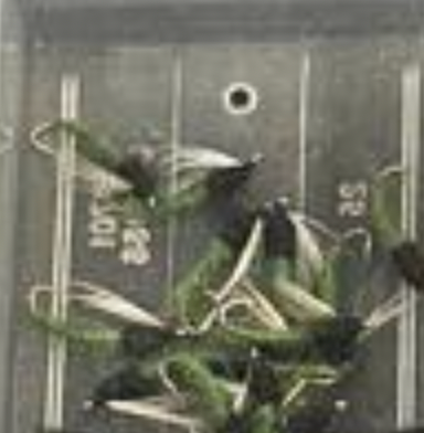 Caddis Larva Green