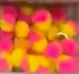 Egg Cerise/Yellow