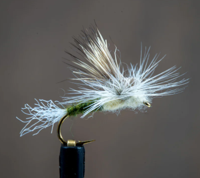 E/C Caddis Olive