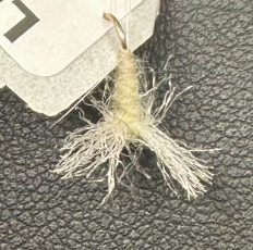 Pale Morning Dun Spinner