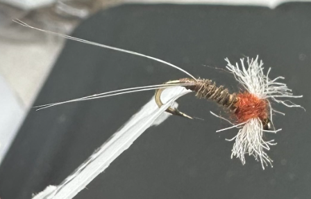 Rusty Spinner Thorax