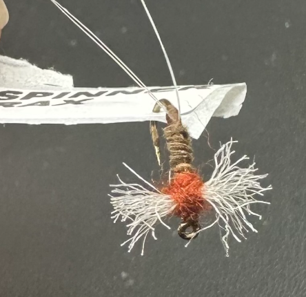 Rusty Spinner Thorax