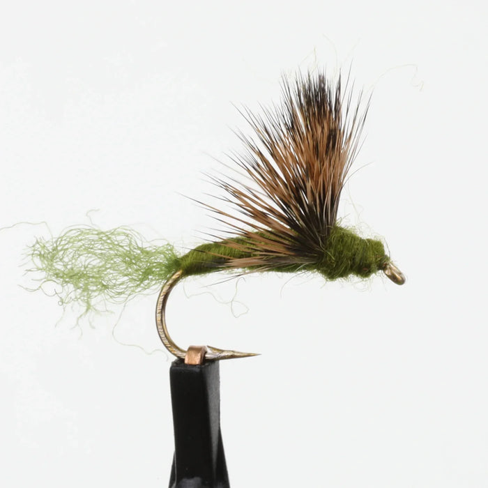 Sparkle Dun Sulphur