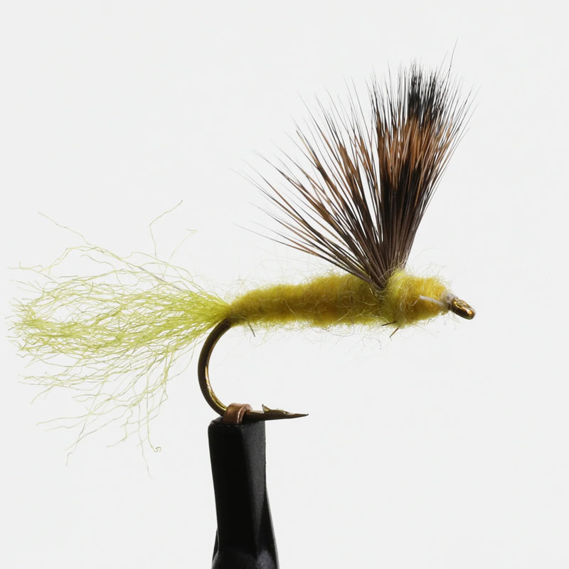 Sparkle Dun Sulphur